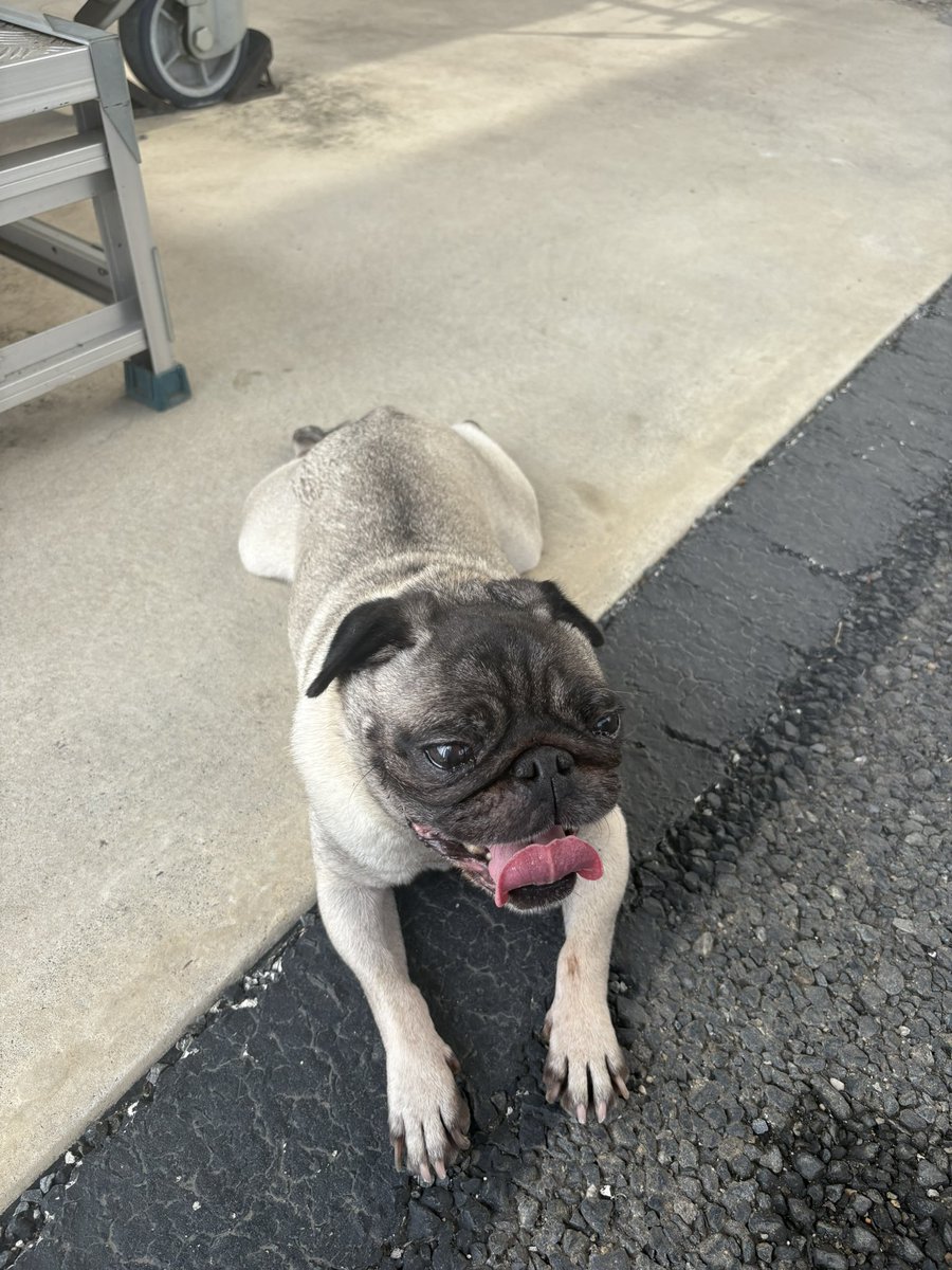 godeateren87's tweet photo. 迷子犬
7/11日に高崎市東町でパグの迷子犬がいたので高崎駅東口交番に連絡して預かってもらいました。
首輪はしておらず、とても人懐こいです。
#迷子犬
#高崎市
#拡散希望 https://t.co/rJowRCkOht