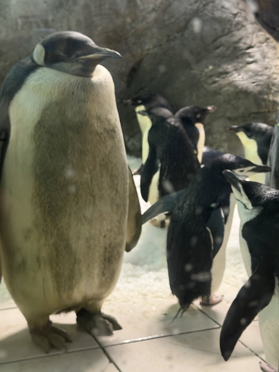 Jeannetakuya's tweet photo. 好きです！

私、女の子なんだけど

ヒゲペンギン🐧に告白されキス求められる44ちゃん

恐らくヒゲペンギンもメスだったか？

唖然中

隣のエンペラーペンギン、笑い堪え上むき🤭

2026.7.11

#アドベンチャーワールド
#エンペラーペンギン
#ヒゲペンギン https://t.co/woh7MYO3yY