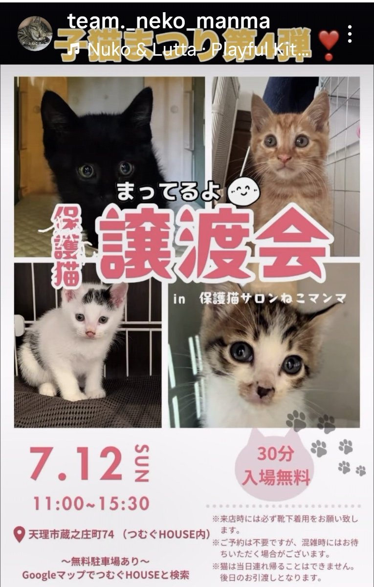 Natuuri98's tweet photo. 今日は、「保護ねこチームねこマンマ」さんの譲渡会に
ごはん君やマイケル達に会いに行ってきました。
沢山の子猫がお家を決まるのを待ってました。
毎日のように子猫の依頼の電話が有るそうです。
限られたスペースの中でこの子達が決まらないと受け入れも難しいのが現状でした。 https://t.co/zVgVVBqr3B