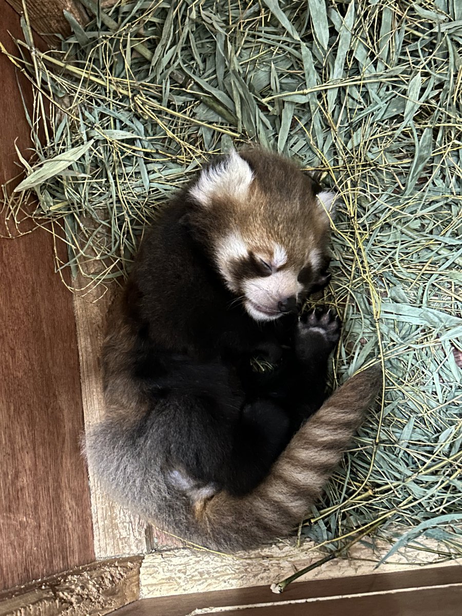 kumamotocityzoo's tweet photo. 【レッサーパンダの仔、成長記録📝】
先日、7月7日(生後40日)に体重測定を行い、1120gでした！

1キロ超えました👏✨
順調に育っている証拠で安心。

仔は、巣箱の中で以前よりも活発に動く様子が見られるようになりました
まだ歩く姿は、たどたどしいですが、少しずつ成長してくれています
(つづき↓) https://t.co/xne2Xcl4I7