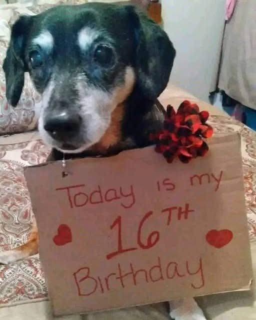 Dachshund__Love's tweet photo. I'm not Cute.😓 Nobody love my Photo 😭😭 https://t.co/9GeuNBPRqH