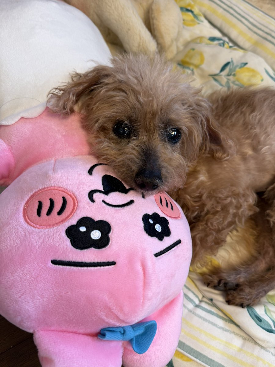 koki_itabashi's tweet photo. 先週金曜日に、愛犬のエマちゃんがお空に旅立っていきました。

小さな体でたくさんの病気に苦しんで、それでも最後まで精一杯愛情を届けてくれました。

エマちゃんと家族になれてよかったよ。今までありがとう。大好きだよ。 https://t.co/HJhuDrPYWX