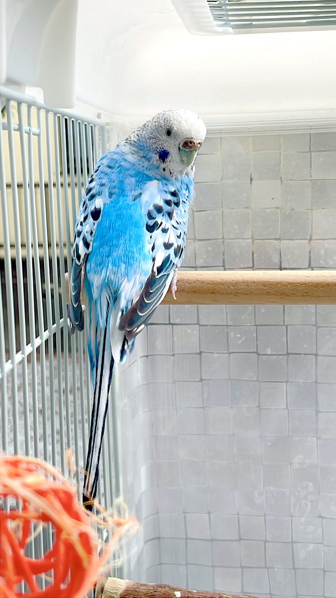_ikkyon_'s tweet photo. 先日、先住インコが虹の橋を渡りました🌈

お腹の病気に気付いてから約2ヶ月弱。最期は主の手の中で羽ばたくように羽を広げ、息を引き取りました。

X（Twitter）を始めるきっかけとなったインコでした。

残された後住インコも寂しくしています（´-`）.｡oO https://t.co/QajDZfNYcC
