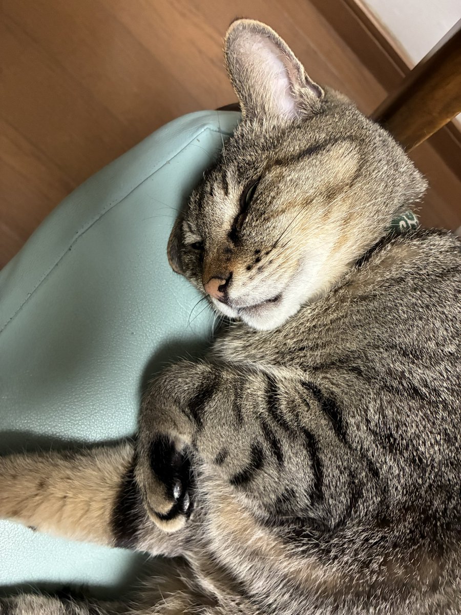 teclis0734's tweet photo. 日曜日も皆様お疲れ様でした。
ウチの先輩猫はお昼寝の続きです。
うっすらと眼が開いているようなので気が付いているかもしれませんね。
#猫好きさんと繋がりたい 
#猫のいる暮らし https://t.co/CR7dcZ7ci8