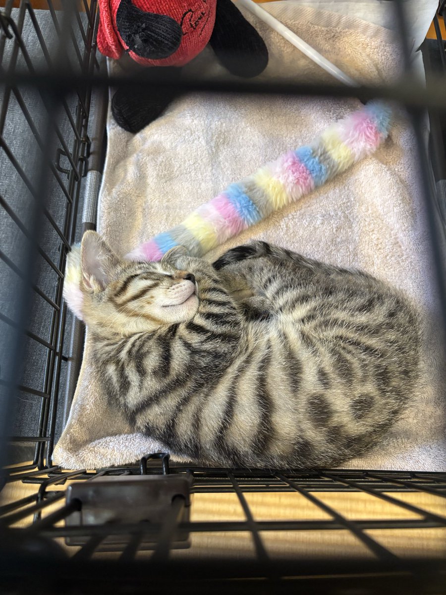 Anipal_app's tweet photo. 【SoyNeco会】様の譲渡会イベントに参加してきました！
　
常に賑わっていて、何件か譲渡成約したとのこと🙌

シェルター、保護団体の方に改めて『何が必要なのか』、ユーザが求めていることを再確認できたのでより使いやすいよう改良していきます💪

#SoyNeco会　#譲渡会　#保護猫
#anipal    #個人開発

 https://t.co/8e3okjmDtK