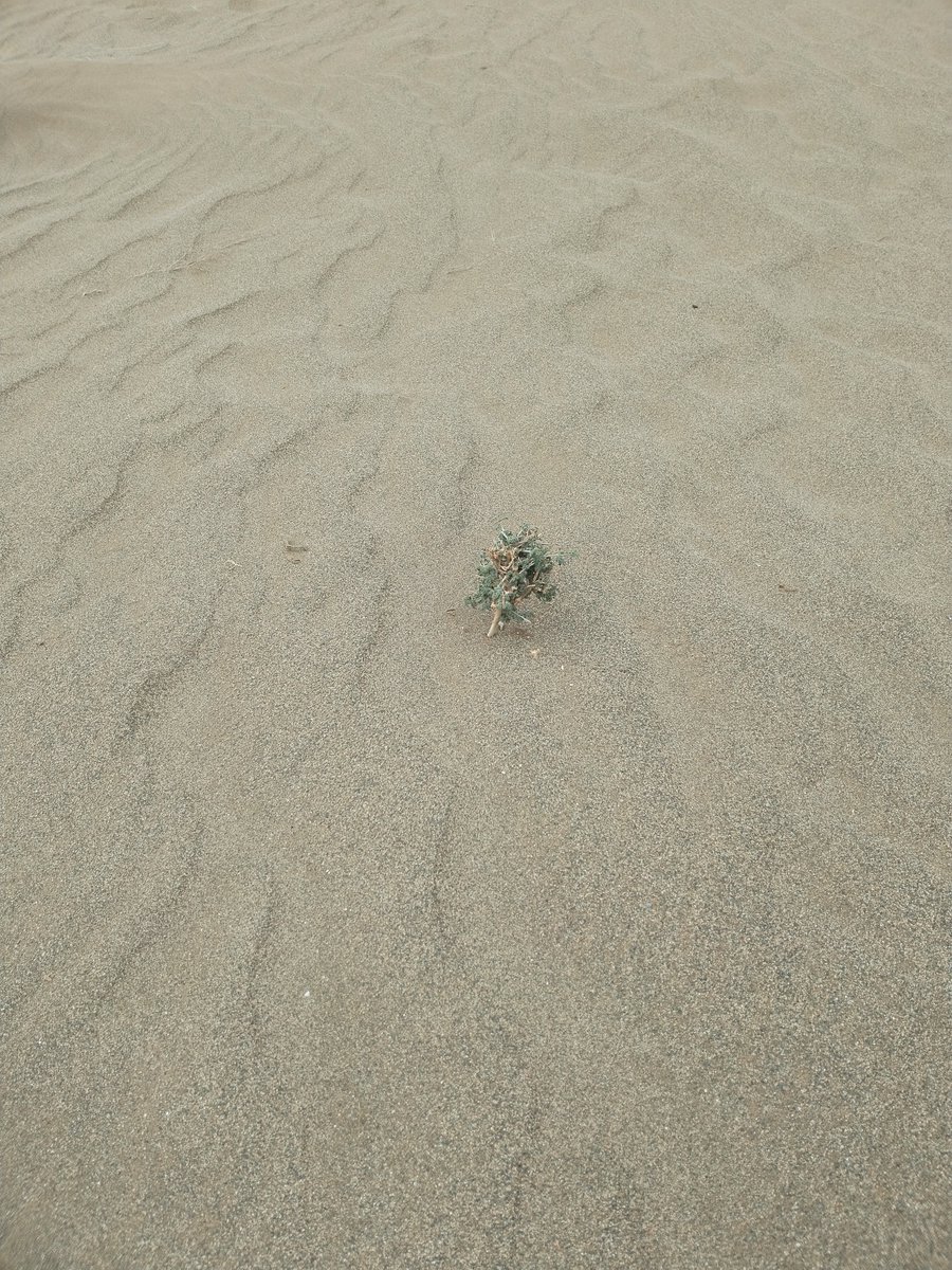 Hike_alone's tweet photo. Rainy day in the desert.. https://t.co/pXjVPeB3vh