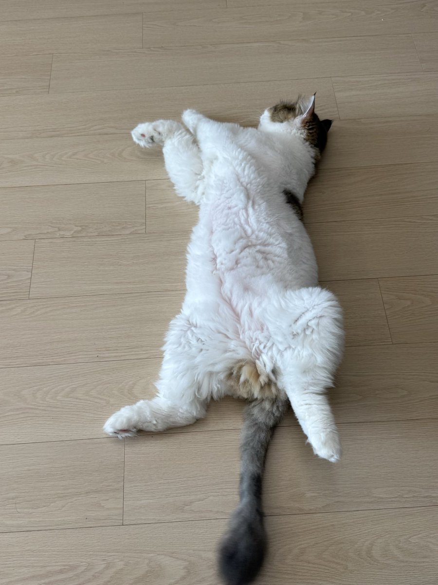 왕쿠니 (6학년) tweet media