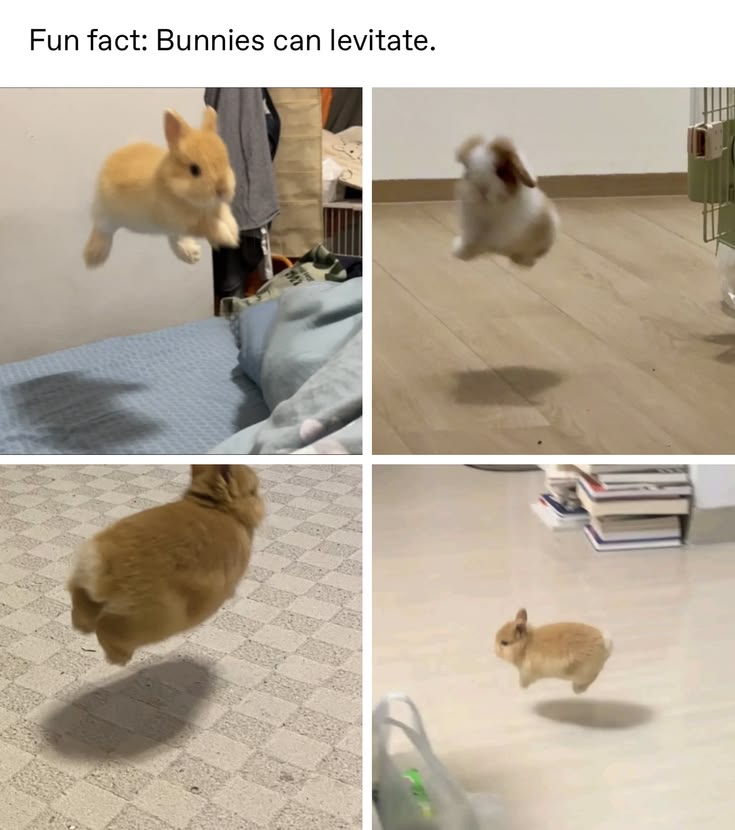 majidawan764334's tweet photo. FUN FACT:

BUNNIES CAN LEVITATE: https://t.co/TmLqly8Xs8