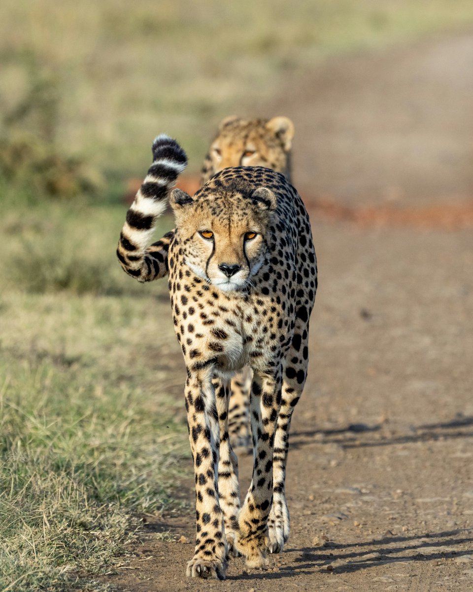 earthcurated's tweet photo. Cheetahs are the only big cats with no confirmed record of killing a human in the wild, earning them a reputation as the gentle giants of the cat family. https://t.co/kLmFnpeK6T