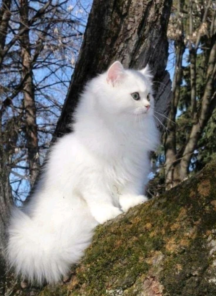 ThePets5555's tweet photo. White beauty https://t.co/cj7fnOY7TW