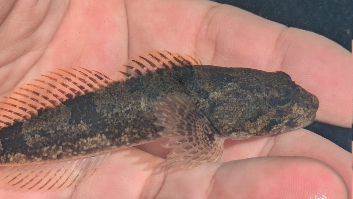 nohehen's tweet photo. ある魚の卵を探してウロウロ。うーむよく分からぬ…稚魚探した方が良かったかな。
ビワヨシノボリとウツセミカジカがいた。 https://t.co/agtwXa348x