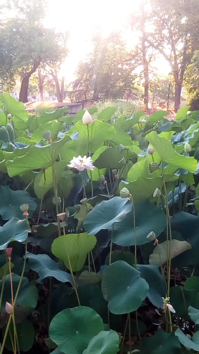 CaroleKalicki's tweet photo. Les lotus du parc du Mail à Castres 🥰🙏 https://t.co/d1R3ReaGp5