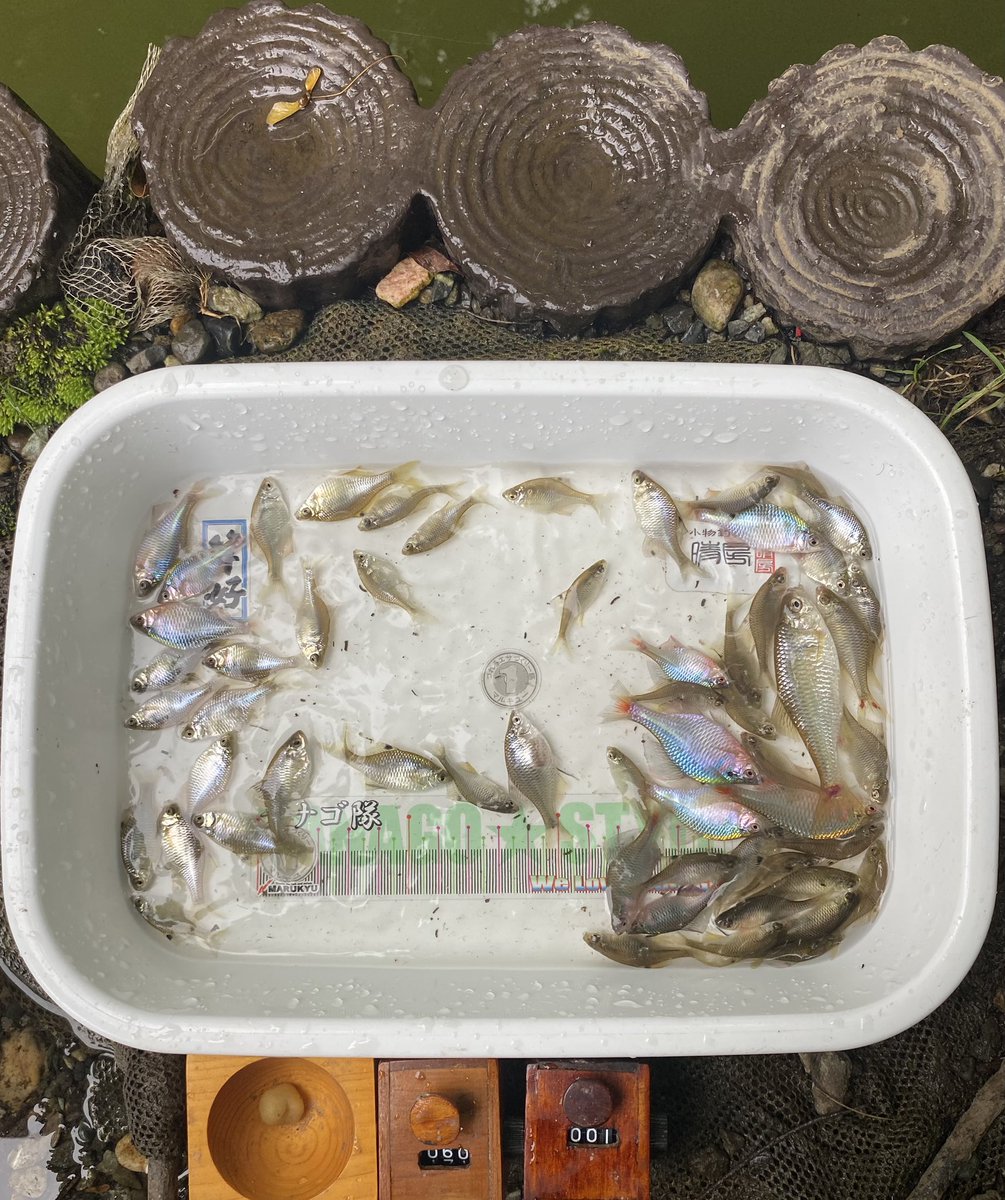 Tanago83's tweet photo. 本日の薔薇🌹鱮🐟釣り🎣

ホーム池で釣り愛護会の草刈り＆ヘドロ掬いでした。　作業前に10匹🐟
作業後に釣り再開🎣　50匹🐟
ホーム池で久々のスペシャルゲスト1匹🐟を含め計60匹🐟で納竿🔚
今年のホーム池は渋いな😅 https://t.co/TKaaCMa6tg