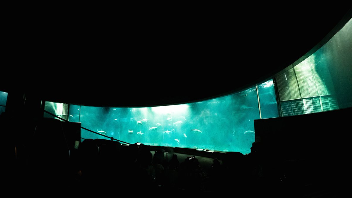 itsulomori's tweet photo. 葛西臨海公園に行ってきました。
水族館は暗所でヒンヤリしてるので好きです。 https://t.co/7fBWEvNq4b