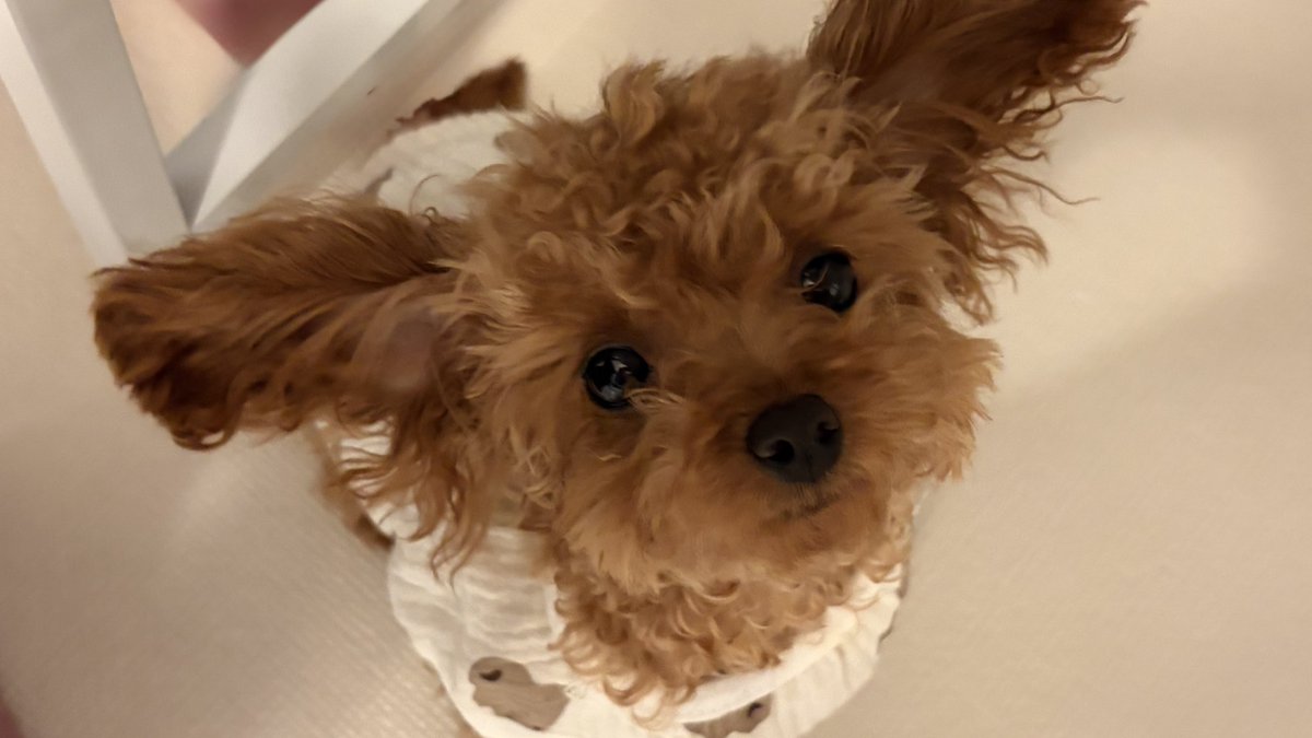 Migminmigm's tweet photo. 갸웃? https://t.co/mgQ2yiO0SS
