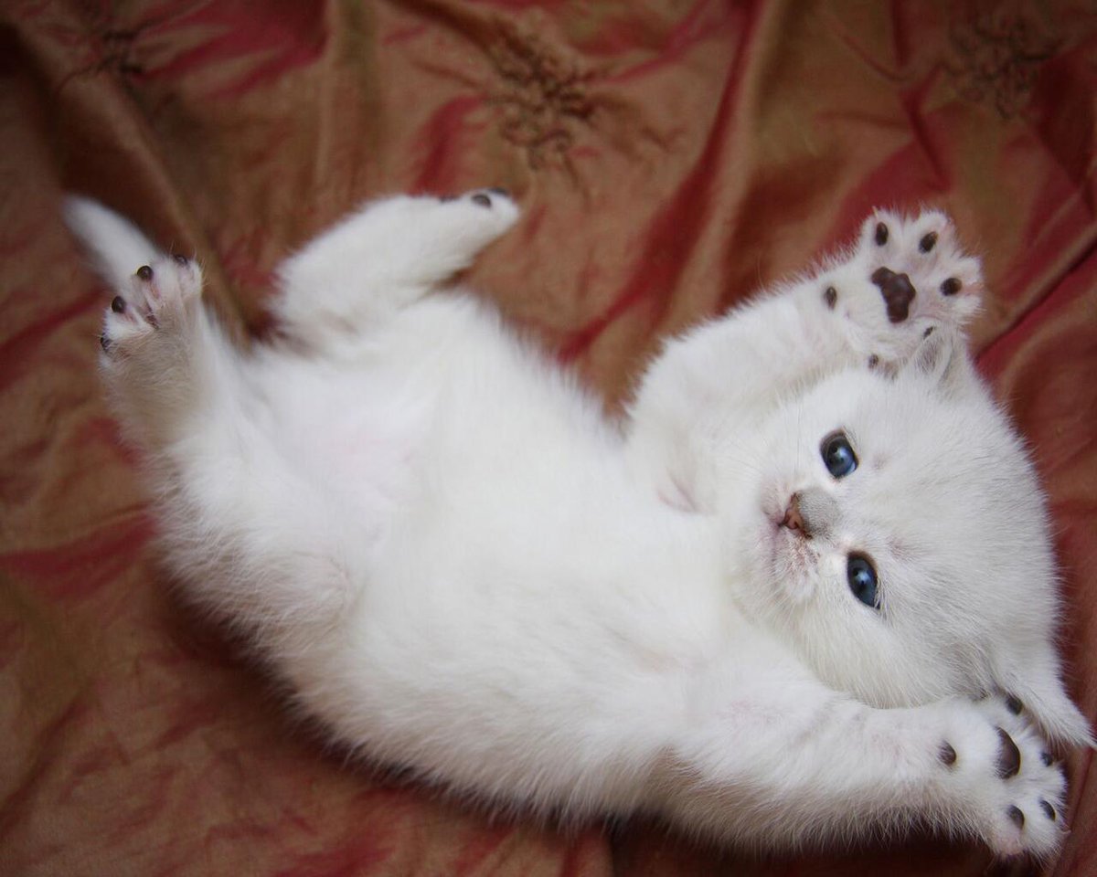 RobRichendollar's tweet photo. #ALuckyRoll 
Now rub my belly https://t.co/AdhnRJdETP