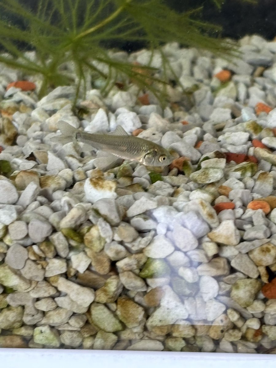 turquoisefeline's tweet photo. 昨日娘と家の前の用水路で捕まえた魚、メダカだと思ってたけど、よく見たらメダカじゃない。カワバタモロコかな？ https://t.co/dl2Qi9Pfkz