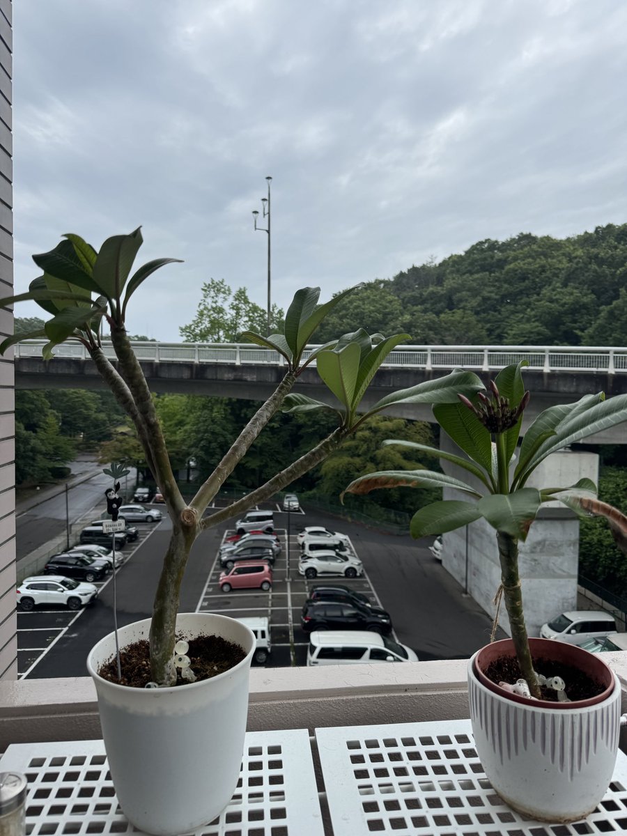johny8831's tweet photo. 挿木から２年、こんなに立派になりました。
今年はピクミンの方しか咲かないかな？元株の方は蕾なし。

#じ��にーのプルメリア https://t.co/xWnYdIBBuW