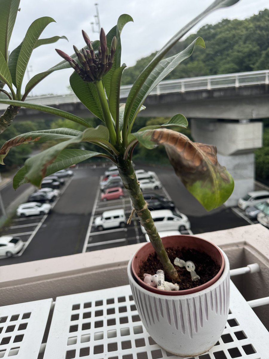 johny8831's tweet photo. 挿木から２年、こんなに立派になりました。
今年はピクミンの方しか咲かないかな？元株の方は蕾なし。

#じ��にーのプルメリア https://t.co/xWnYdIBBuW
