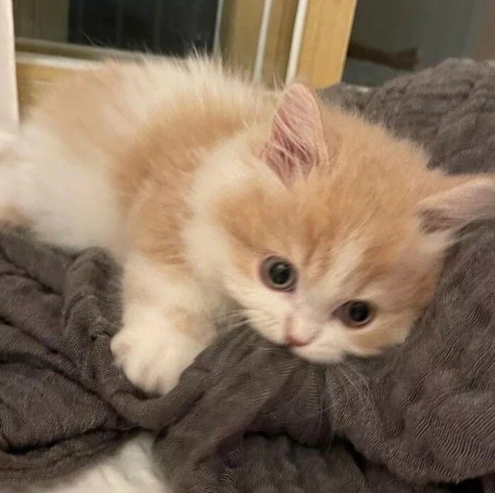 catsworldaura's tweet photo. https://t.co/a3PkcB0MZx