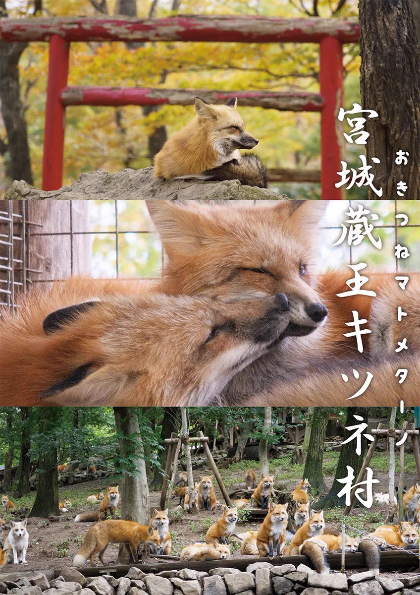 Highlights by キツネ写真館@キツネ飼養中 (@fox_info_net) / X