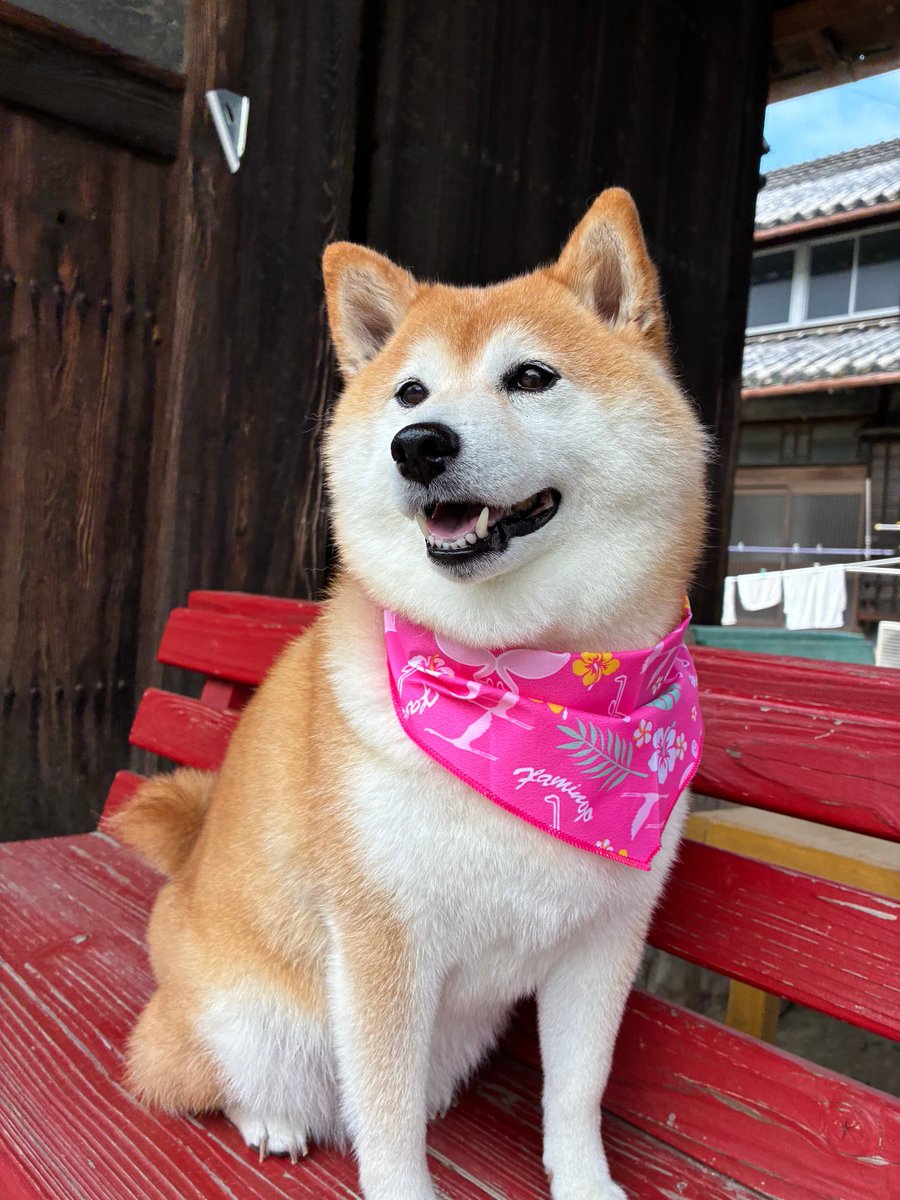niechike's tweet photo. 女の子なのでピンクのスカーフを着けてもらったワン🐶
みかんはこれでも女の子😁 https://t.co/5f5bGWHJmO