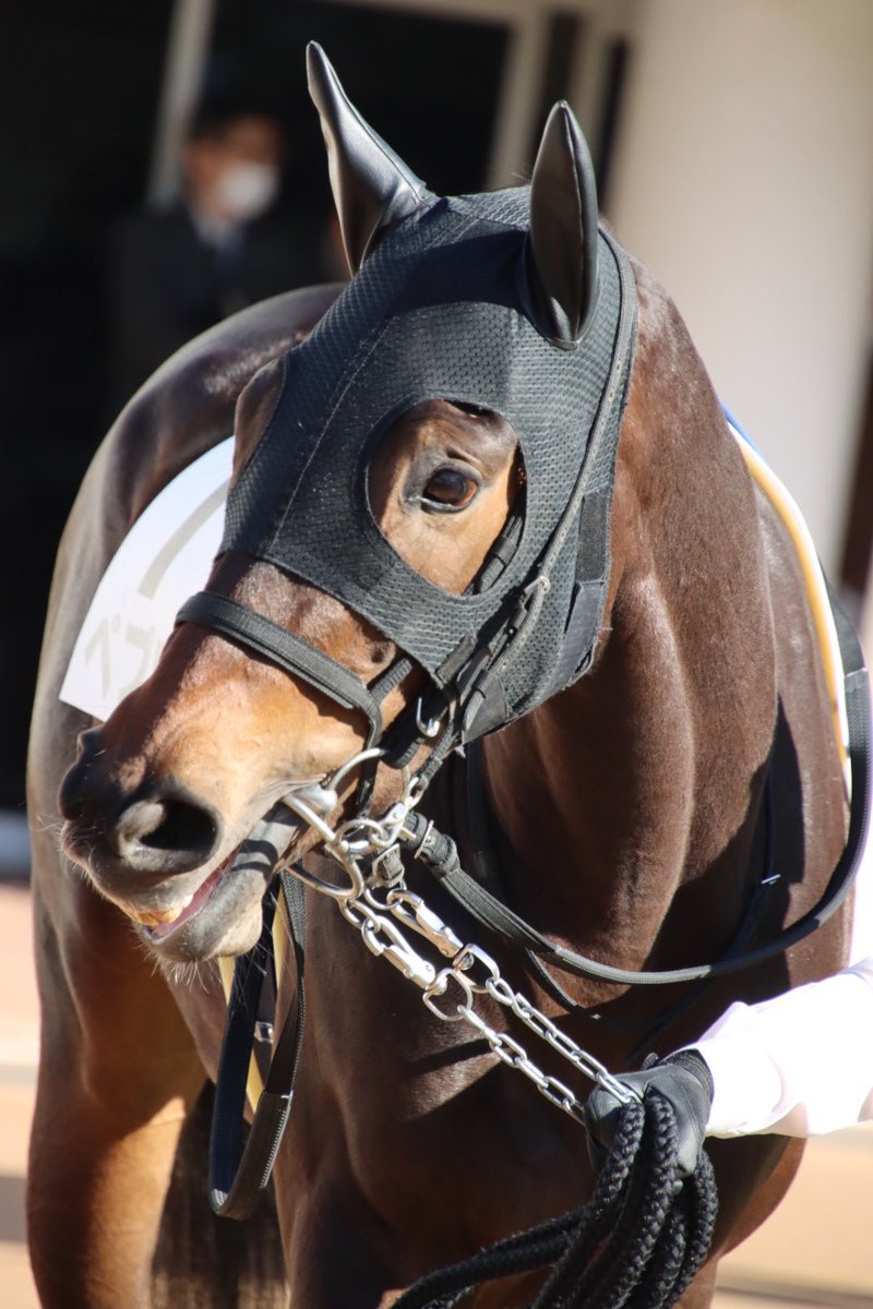 kmym_bokujo's tweet photo. 7月12日　福島競馬第9レース
織姫賞(14:35 芝1800m)

我が家の生産馬🐴ペプロス号(2番)が出走します！

同コースで勝利をあげており、惜しい着順が続いていますので今日２勝目を飾れるよう頑張ってほしいです！

熱い応援よろしくお願いいたします‼️ https://t.co/Luhx5VeSkT