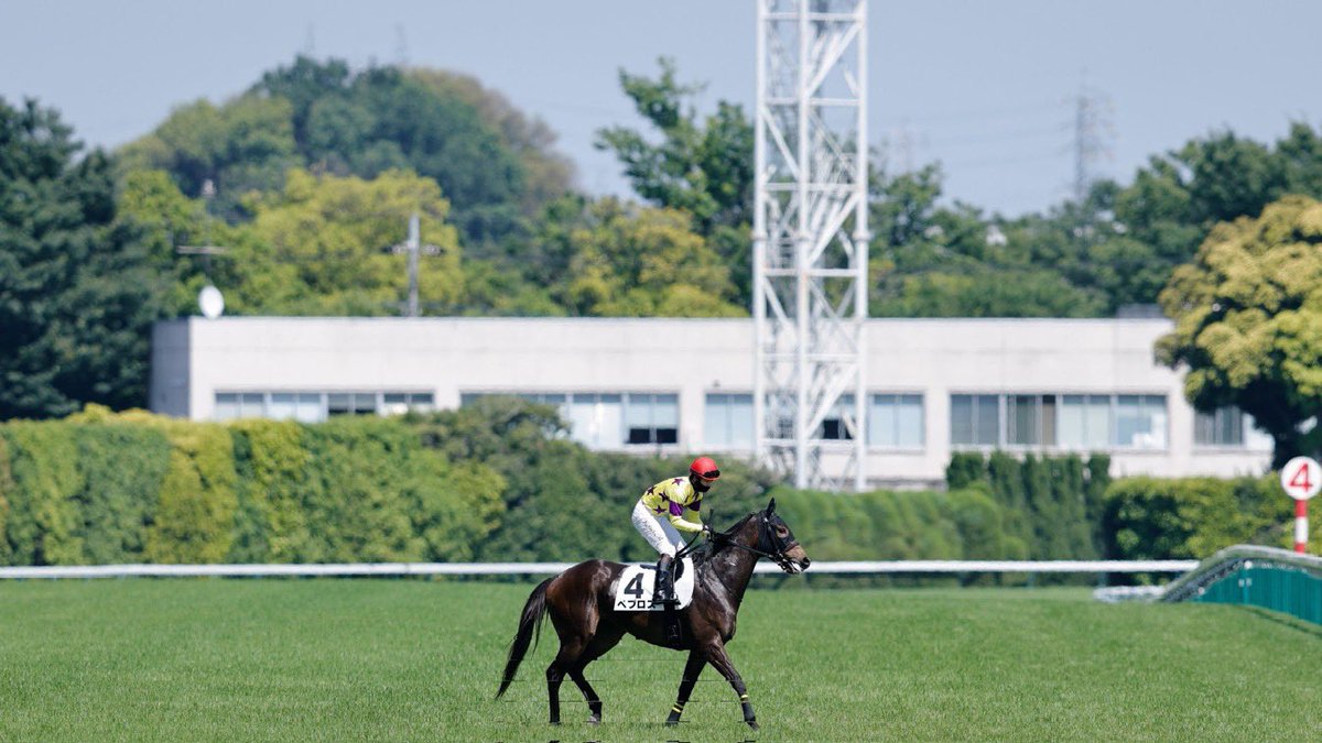 kmym_bokujo's tweet photo. 7月12日　福島競馬第9レース
織姫賞(14:35 芝1800m)

我が家の生産馬🐴ペプロス号(2番)が出走します！

同コースで勝利をあげており、惜しい着順が続いていますので今日２勝目を飾れるよう頑張ってほしいです！

熱い応援よろしくお願いいたします‼️ https://t.co/Luhx5VeSkT