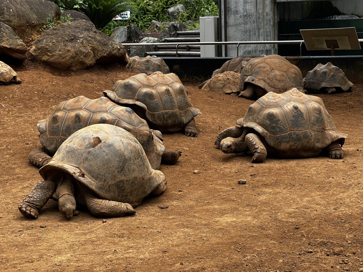 ouka9999's tweet photo. 金曜日に少し早い夏休みを1日取って、
伊豆の爬虫類動物園のizooまで、
日帰りツーリングして来ました。
走行距離約207km。リッター43.3kmでした。
#ソロツー
#ツーリング
#izoo
#爬虫類
#レブル250 https://t.co/lGqIcjLLqn