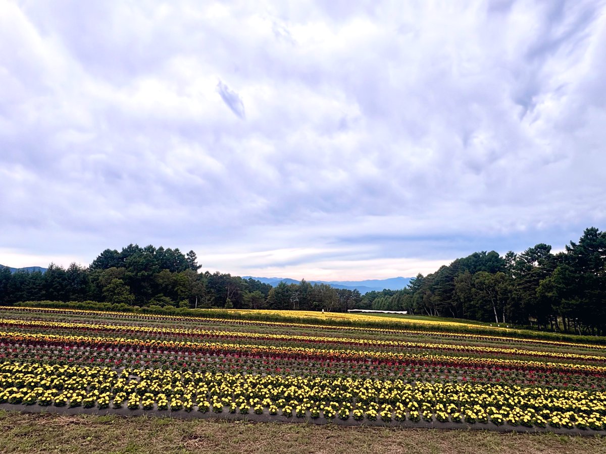 gane_peko's tweet photo. 久しぶりに自然を浴びに遠出🚙💨

めっちゃ素敵なお花畑に出会えました💐

梅雨が明けてこの真っ赤なサルビアが見頃になったらまた来る！ https://t.co/DSpXrVaKNo