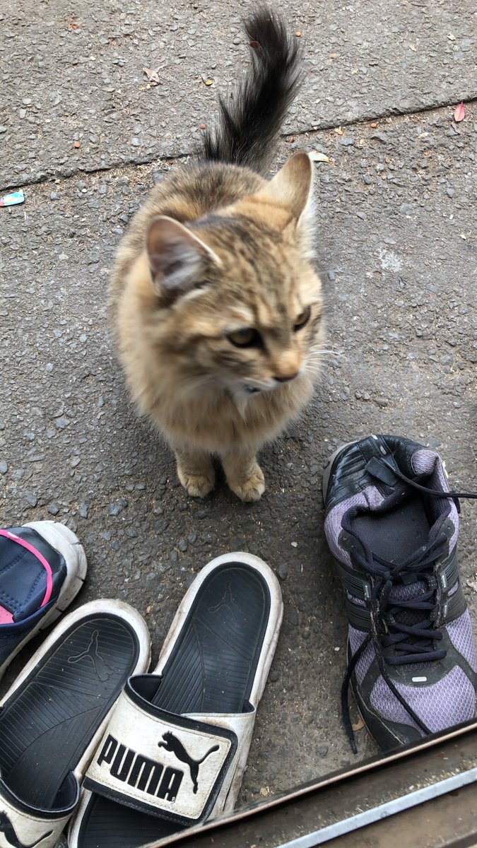 ONIWAKA10's tweet photo. #神奈川県大和市の迷子猫
下鶴間２丁目

車通りの多い所です🙏
ドライバーの皆様どうか🙏猫の安全にもお気遣い頂けませんか？

駐車場が混む週末で
曇り空の出歩くのに暑すぎない気候です

良かったら
散歩兼ねて、猫探しにご協力頂けませんか🙏 https://t.co/gYwpseV0H6