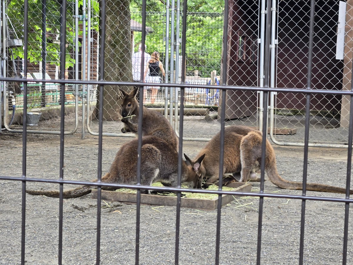 zubat720's tweet photo. 園内にはいろんな動物もいて、レッサーパンダやワラビー、アルパカ、プレーリードッグ、馬、日本猿など。
三島駅南口から徒歩3分の所にこんな自然豊かな場所があったなんて、知ってはいたけど来てみて改めて驚きました。 https://t.co/2FY9jLOCqt