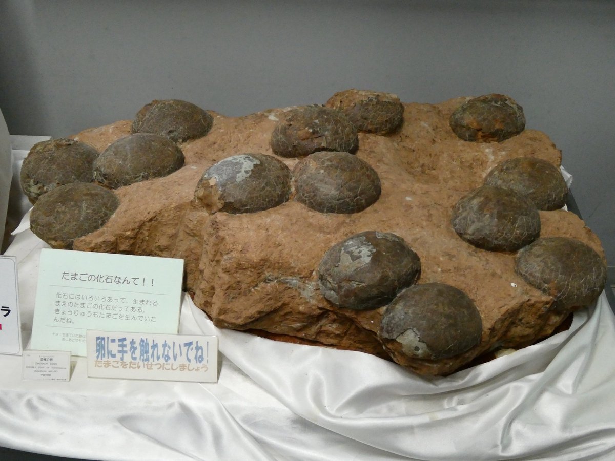 Libra_DDS's tweet photo. 友人を連れて地球の宝石箱へ
内容は変わりませんが、以前来た時より好物を見る目が若干変わっていたので、別の楽しさがありました！
立地が良ければ評価が上がると思う博物館No.1です https://t.co/Eg4ZCB8SKH