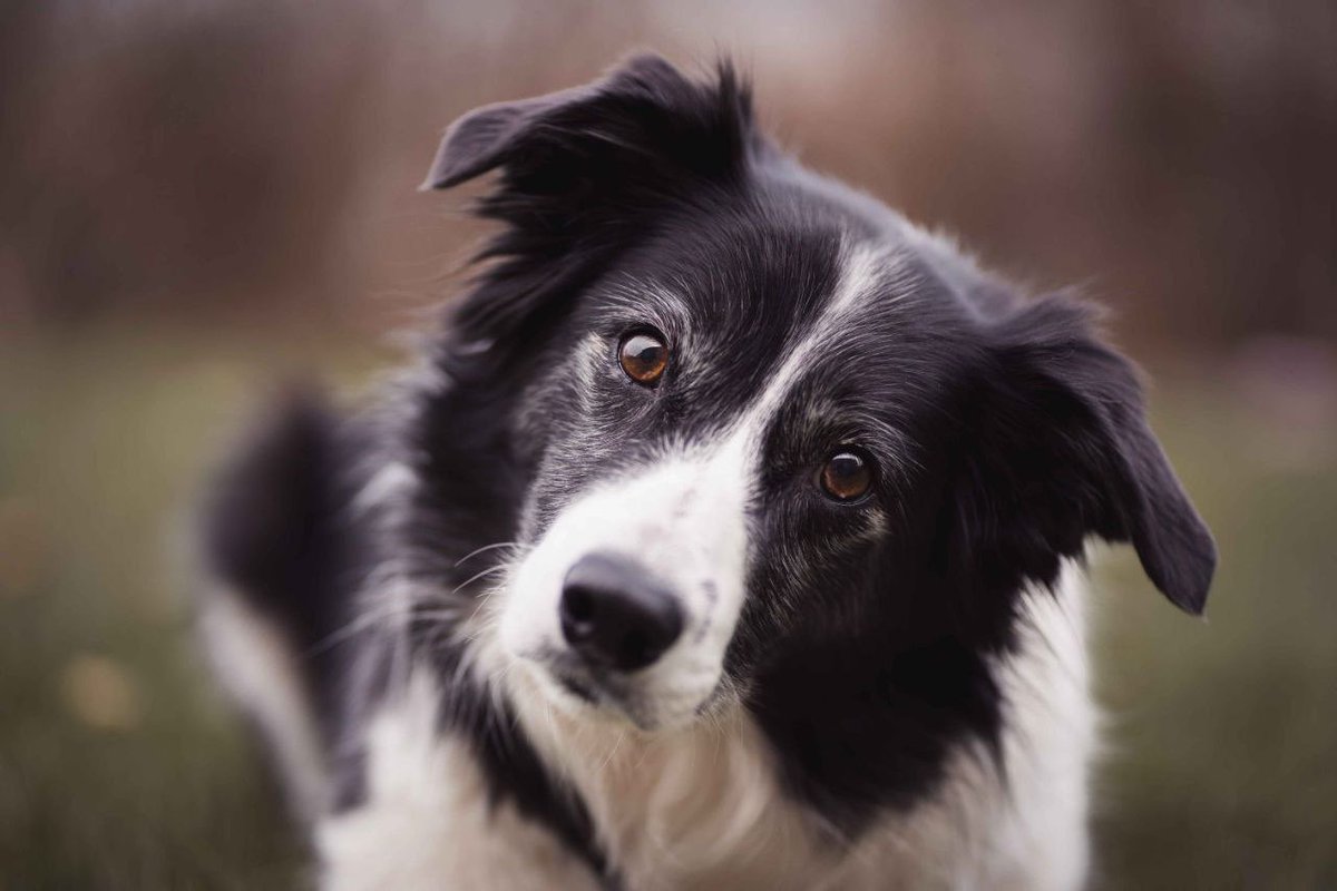 lidiya1407's tweet photo. Бордер-колі – найрозумніша порода собак 🐕‍🦺

🏆 РЕКОРДИ СВІТУ https://t.co/U4TwLCZaCV