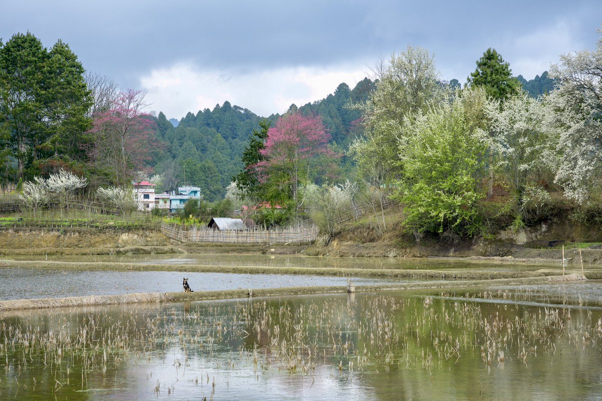 ArunachalClub's tweet photo. #Ziro is where clouds embrace pine forests, emerald paddy fields mirror the sky, and the wisdom of the #Apatani tribe nurtures nature through its unique paddy-cum-pisciculture tradition. A timeless jewel of #ArunachalPradesh; where every breeze whispers peace. @ArunachalTsm https://t.co/tTpgLWPVLk