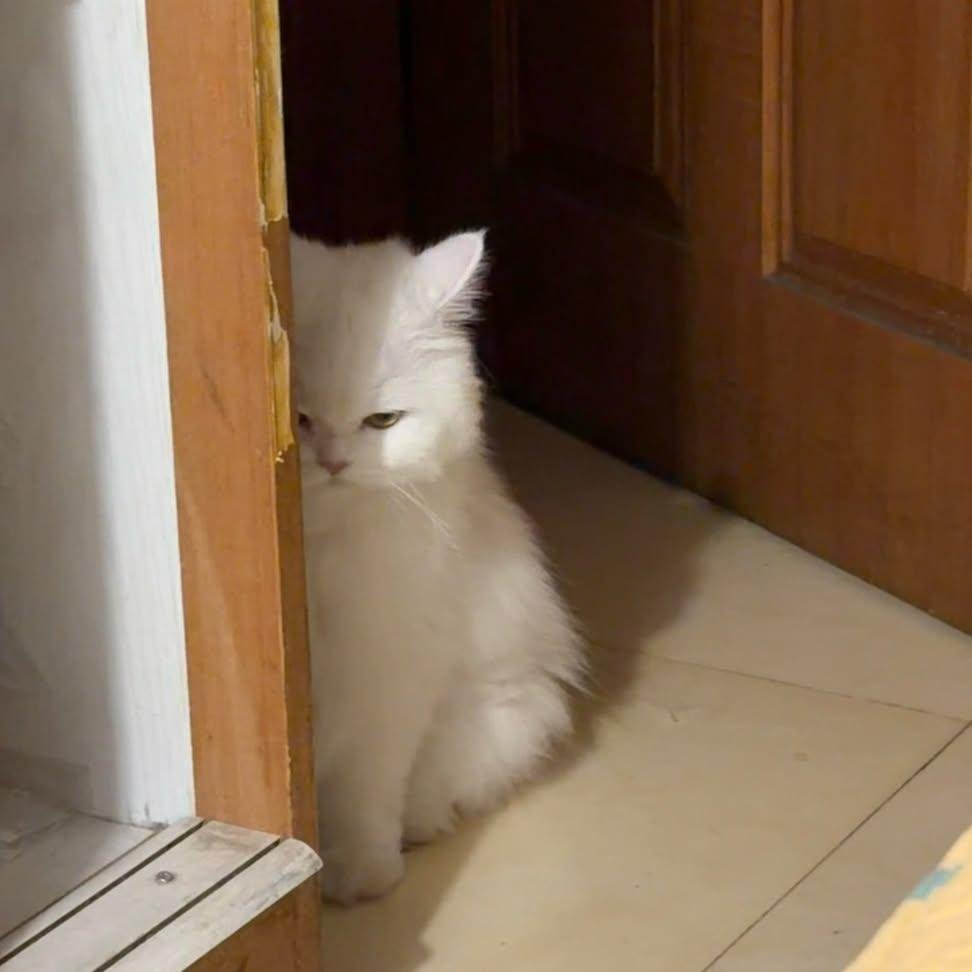 Just cats tweet media