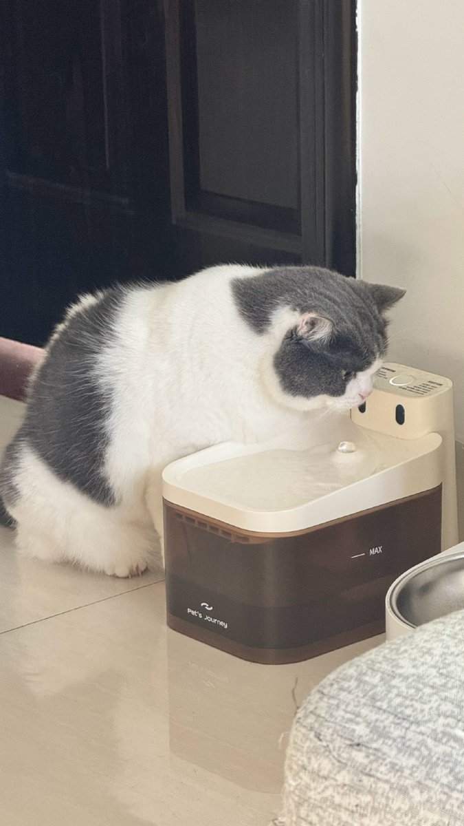 horrorpinces's tweet photo. Just got woken up by my partner making weird coffee art with our cat on the kitchen counter—today’s already my favorite. https://t.co/XDzdnrR6Mm
