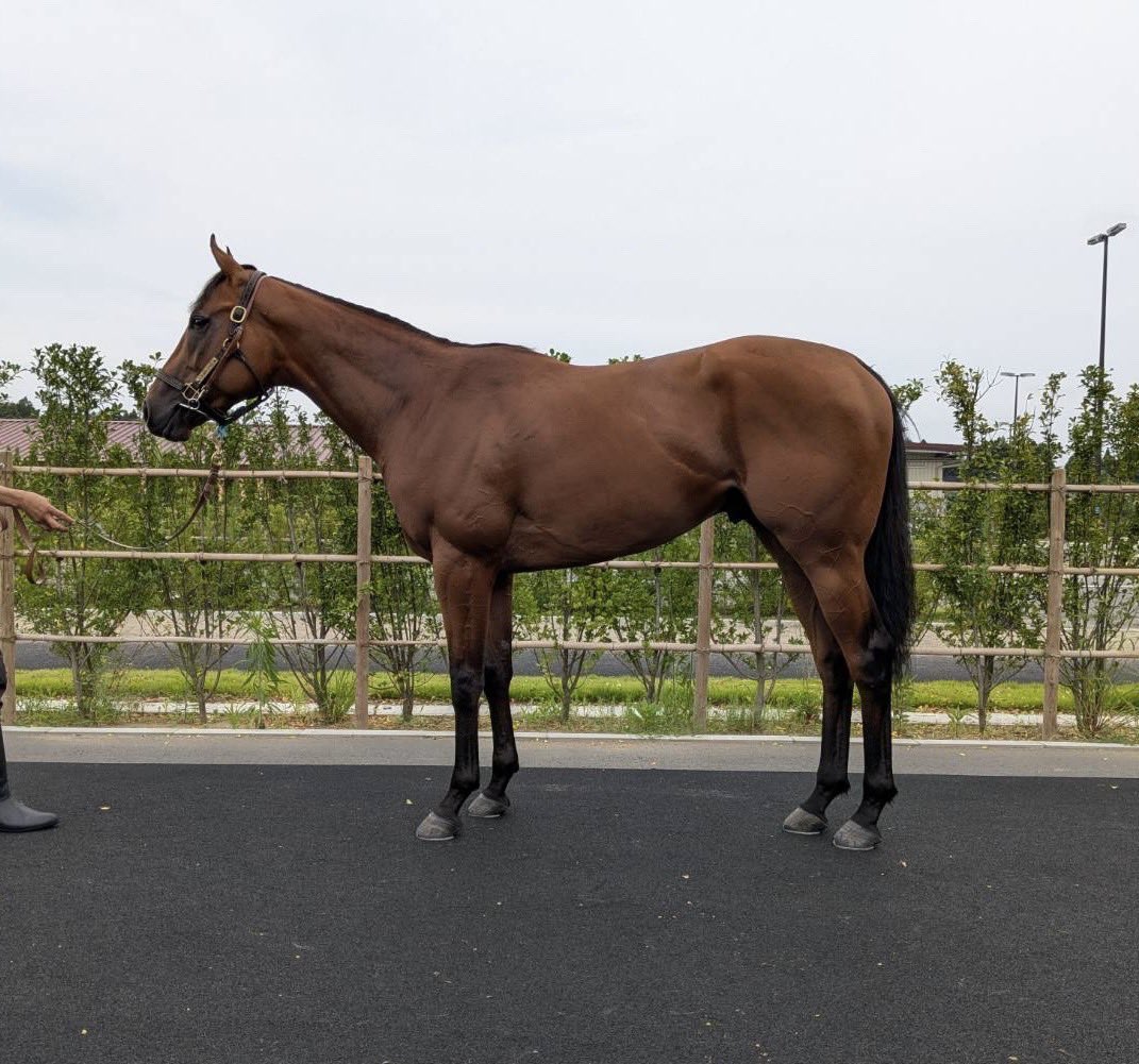 michaelpasha326's tweet photo. 今年の新馬3頭目をご紹介させて頂きます🐴上原祐紀厩舎所属のレーヴデリオン🦁✨
無事、良い状態で新馬戦を迎えられますように😌💫 https://t.co/QM5wkVmK05