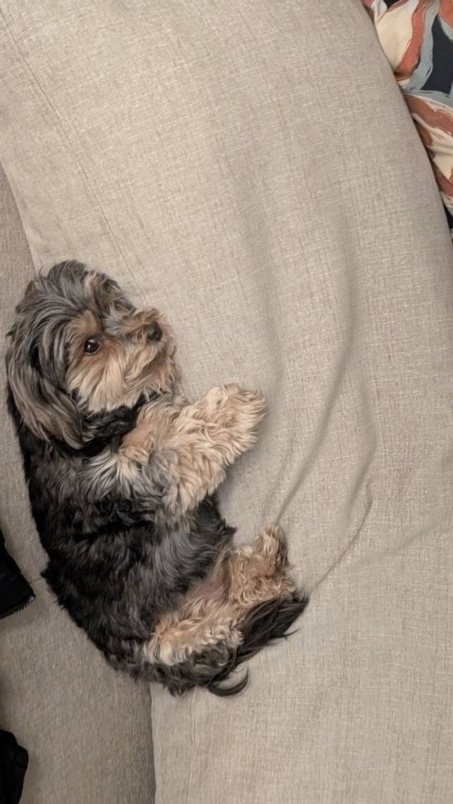 terizzang's tweet photo. My koala 🐨 https://t.co/zzsVHTotDF