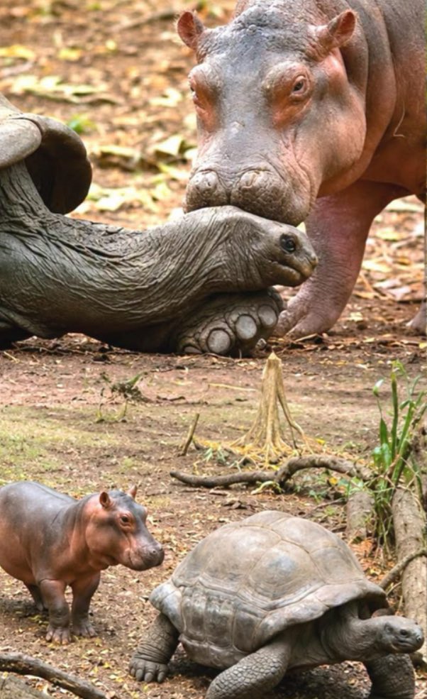 Puppieslover's tweet photo. A baby hippopotamus washed away by a tsunami was rescued and adopted by a 100-year-old giant tortoise, and the two became inseparable best friends. https://t.co/iNo02zND2q
