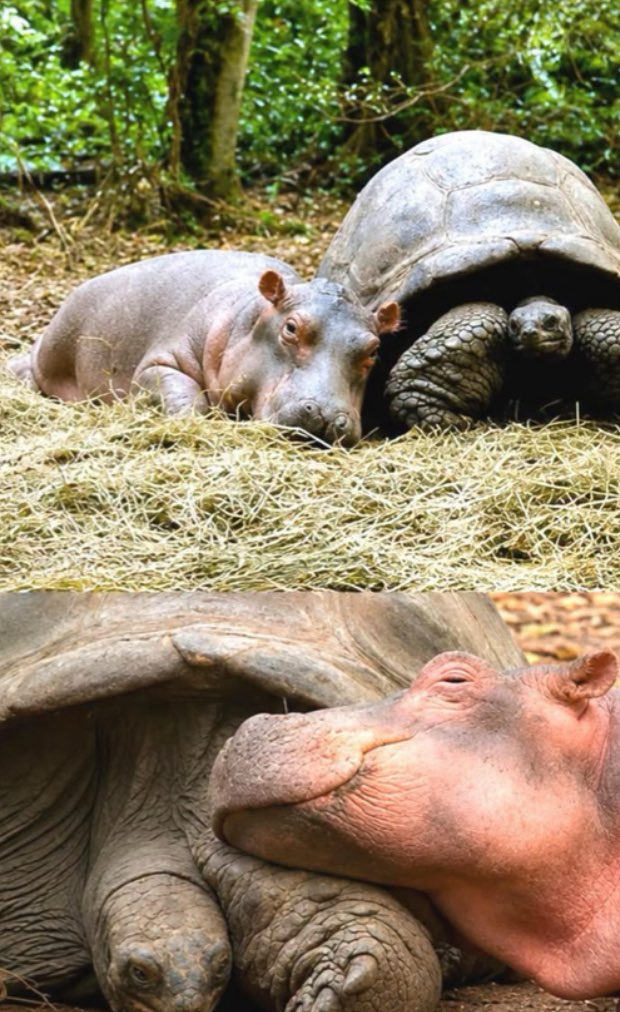 Puppieslover's tweet photo. A baby hippopotamus washed away by a tsunami was rescued and adopted by a 100-year-old giant tortoise, and the two became inseparable best friends. https://t.co/iNo02zND2q