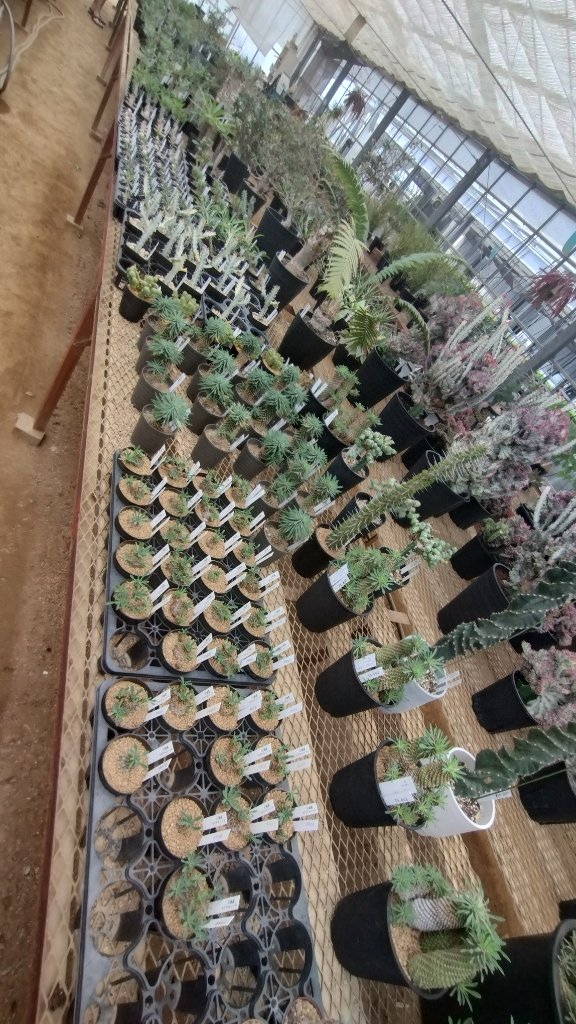 Kitchengarden23's tweet photo. ユーフォルビア峨眉山を
お迎えしたくて、
多肉植物の聖地
川崎宮前区のタナベフラワーさんへ

さすがの種類、
大きさ様々な植物があります。

ユーフォルビア峨眉山を3つ
ちょうどよいサイズのを
お迎えしました！ https://t.co/Bp53jSXQPy