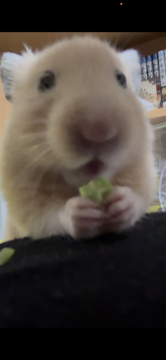 ぼんてん🐹 tweet media