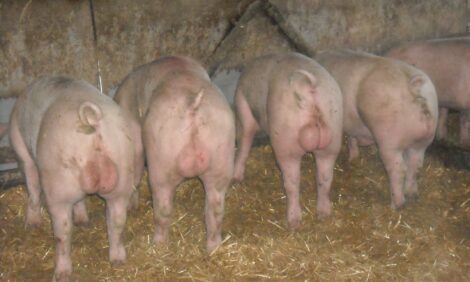 hunt4fur's tweet photo. @EL4USA Here is some breeders, they like big sows https://t.co/jtc26X47oS