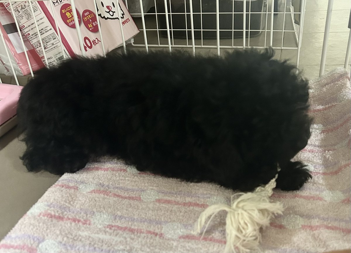 Tomato_Daigoro's tweet photo. 犬が来た！！
黒くてよく分からないけどとても可愛い！！ https://t.co/h1pNxqIIHr
