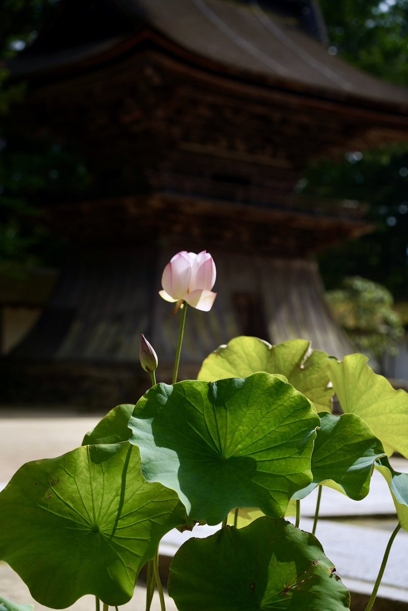 金剛峯寺に納められた、蓮の花が咲き始めました。 この蓮は、蓮の研究