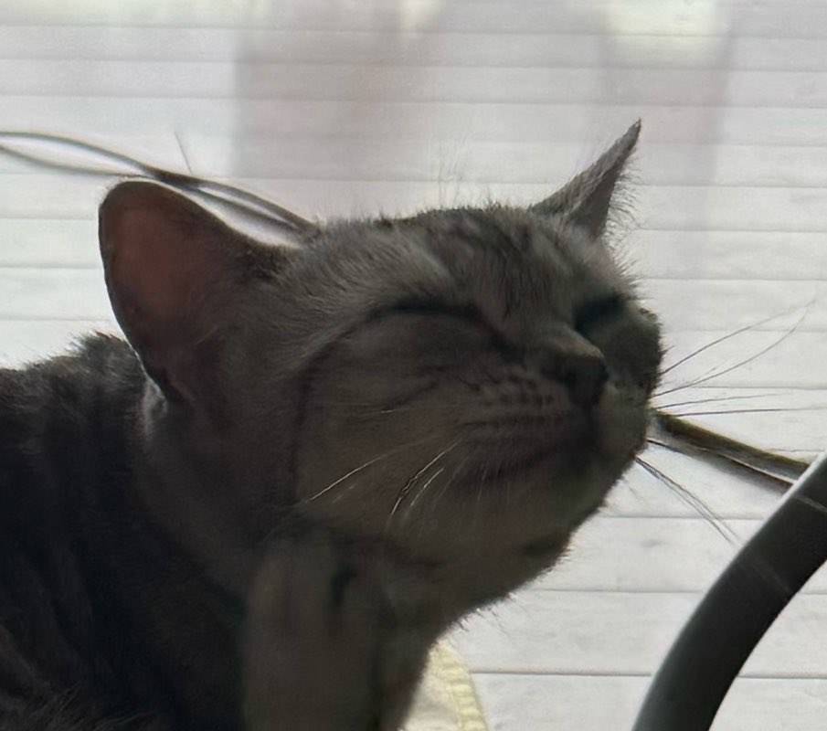 imoimodreamsky's tweet photo. 猫ミームっぽい写真撮れた https://t.co/DR7iKh0sH8