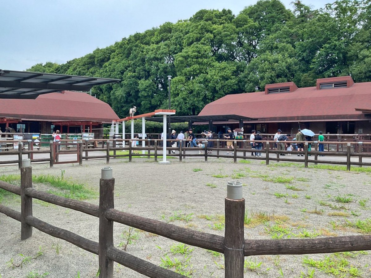 ichikawa_zoo's tweet photo. 7/12(日)14:25
正午の時点で約1,000人の入園者数。
少なくもなく大混雑でもありませんので
ご覧のようにゆったり楽しめます。

夜のホタル観賞会にお越しになる
皆さんにお願いです。
虫除けスプレーを使用する場合は、
必ず公園に入る前に使いましょう☺️

#市川市動植物園 https://t.co/3qcl5PvytX