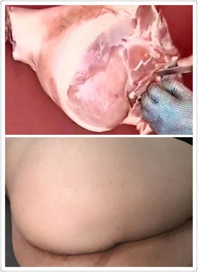 harbinpig's tweet photo. 哈尔滨大屁股肉畜寻找感兴趣想吃肉的femcan。我肉比较多，介意勿扰。🐧442601940 #肉畜 #秀色 #食人 #屠夫 #屠宰 #活烤 #穿刺 #女s #sm #公畜 #男畜 #cannibalism #Femcan https://t.co/WwHFkvzC13