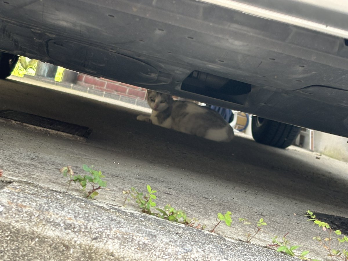 GaTo0729's tweet photo. 友達の家行くのに車出そうって思って家出たら2匹猫が逃げて行って嫌な予感して車の下覗いたらコレよ。

猫バンバンしたあと、またコイツ戻ってきてたし。 https://t.co/axX6OfU5Uh